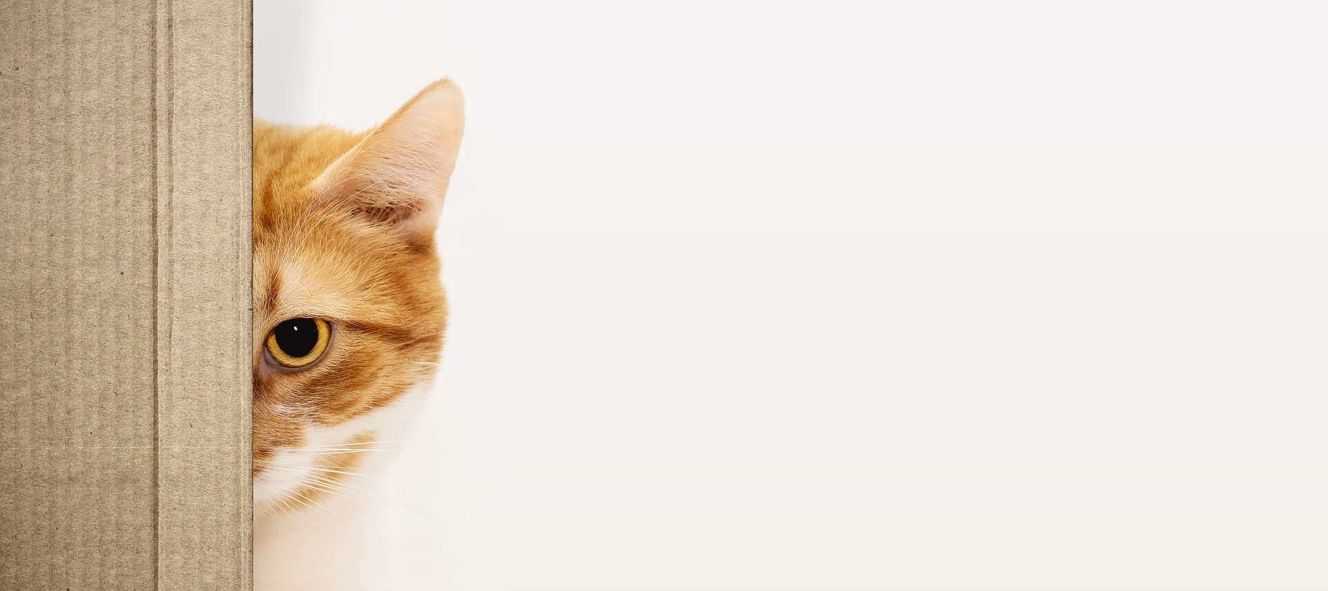 La casetta per gatti è meglio che sia in legno e che sia protetta dall'umidità.